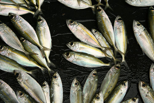 Sitangkai, Tawi Tawi