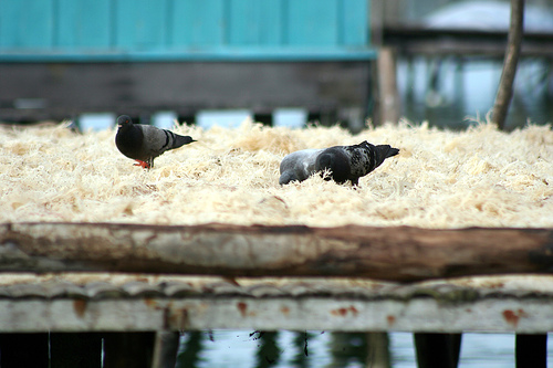 Sitangkai, Tawi Tawi
