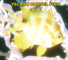 Anilao Diving