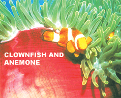 bohol diving