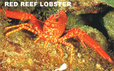Busuanga Diving