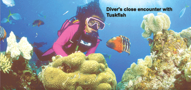Puerto Galera Diving
